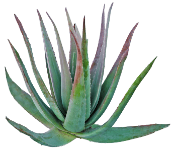 Agave syrup