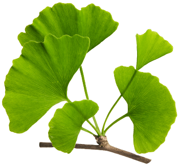 Ginkgo biloba extract