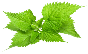 Nettle
